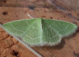 Wavy-lined Emerald